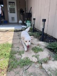 Found/Stray Male Dog last seen Summit ridge , Lewisville, TX 75077
