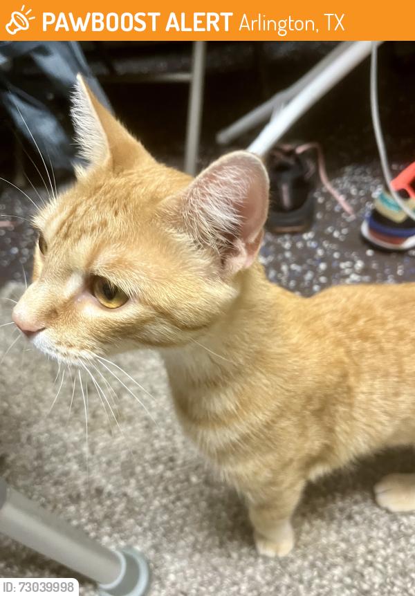 Found/Stray Male Cat last seen Saratoga Ln At Gunston Ln, Arlington, Texad, Arlington, TX 76017