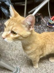 Found/Stray Male Cat last seen Saratoga Ln At Gunston Ln, Arlington, Texad, Arlington, TX 76017
