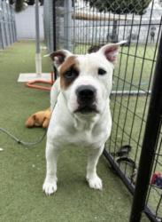 Shelter Stray Male Dog last seen , 11361 W Pico Blvd, Los Angeles, CA 90064, USA