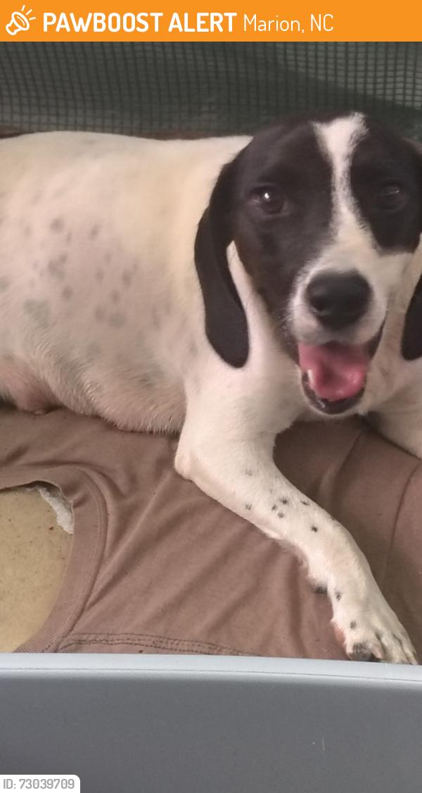 Found/Stray Female Dog last seen Burma East Road, Marion, NC 28761