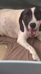 Found/Stray Female Dog last seen Burma East Road, Marion, NC 28761