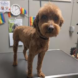 Shelter Stray Female Dog last seen Near BLOCK E PATRICK LN, LAS VEGAS NV 89120, 655 N Mojave Rd, Las Vegas, NV 89101, USA