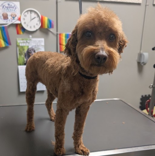 Shelter Stray Female Dog last seen Near BLOCK E PATRICK LN, LAS VEGAS NV 89120, 655 N Mojave Rd, Las Vegas, NV 89101, USA