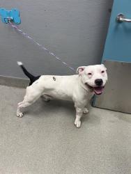 Shelter Stray Male Dog last seen Near BLOCK E ST LOUIS AVE, 655 N Mojave Rd, Las Vegas, NV 89101, USA