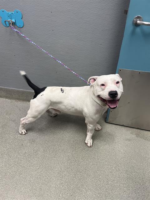 Shelter Stray Male Dog last seen Near BLOCK E ST LOUIS AVE, 655 N Mojave Rd, Las Vegas, NV 89101, USA