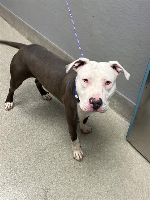 Shelter Stray Male Dog last seen Near BLOCK E ST LOUIS AVE, 655 N Mojave Rd, Las Vegas, NV 89101, USA