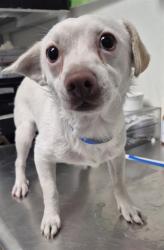 Shelter Stray Male Dog last seen Near BLOCK BOMARK CT, BAKERSFIELD CA 93307, 3951 Fruitvale Ave, Bakersfield, CA 93308, USA