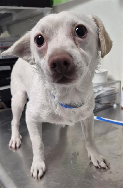 Shelter Stray Male Dog last seen Near BLOCK BOMARK CT, BAKERSFIELD CA 93307, 3951 Fruitvale Ave, Bakersfield, CA 93308, USA