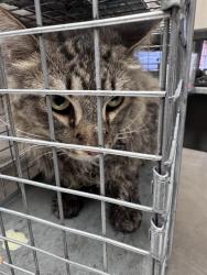 Shelter Stray Female Cat last seen Near BLOCK OF W WASHINGTON AVE, 655 N Mojave Rd, Las Vegas, NV 89101, USA