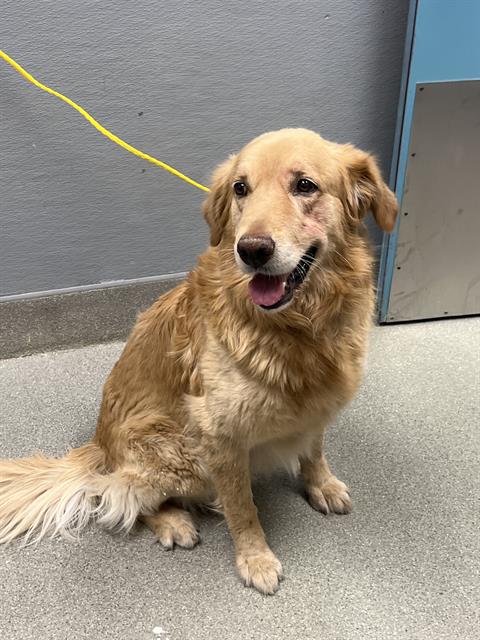 Shelter Stray Male Dog last seen Near BLOCK OF PAGE ST, 655 N Mojave Rd, Las Vegas, NV 89101, USA