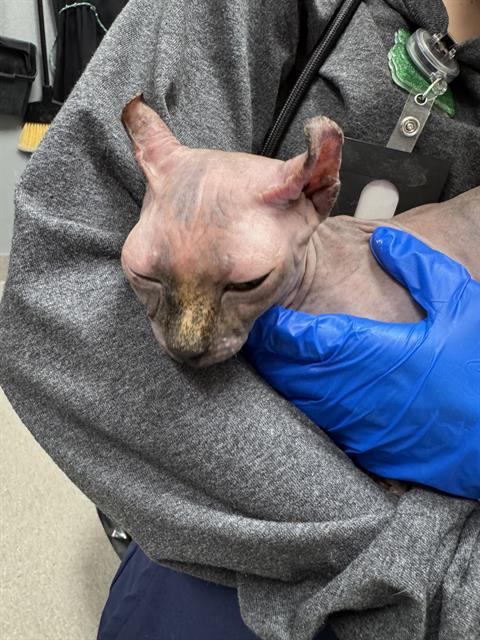 Shelter Stray Female Cat last seen RAMPART AND SUMMERLIN PRKY, 655 N Mojave Rd, Las Vegas, NV 89101, USA