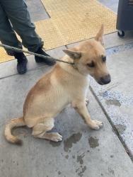 Shelter Stray Male Dog last seen Near BLOCK ENGLE RD, BAKERSFIELD CA 93313, 3951 Fruitvale Ave, Bakersfield, CA 93308, USA