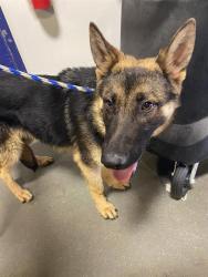 Shelter Stray Male Dog last seen Near BLOCK CAMPUS DR, ARVIN CA 93203, 3951 Fruitvale Ave, Bakersfield, CA 93308, USA