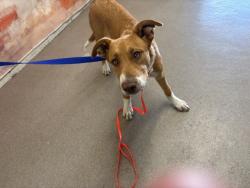 Shelter Stray Male Dog last seen Near BLOCK E, COLTON AVE APT1, 333 Chandler Pl, San Bernardino, CA 92408, USA