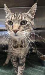 Shelter Stray Female Cat last seen , 11232 B Ave, Auburn, CA 95603, USA