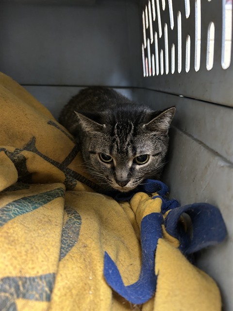Shelter Stray Female Cat last seen Near BLOCK E 64TH AVE, DENVER CO 80249, 1241 W Bayaud Ave, Denver, CO 80223, USA