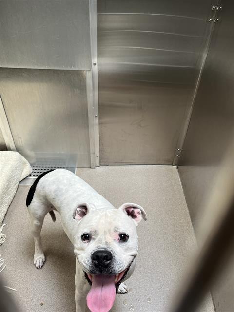 Shelter Stray Male Dog last seen Near BLOCK W 10TH AVE, DENVER CO 80204, 1241 W Bayaud Ave, Denver, CO 80223, USA