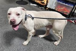 Shelter Stray Male Dog last seen , 3201 Lacy St, Los Angeles, CA 90031, USA