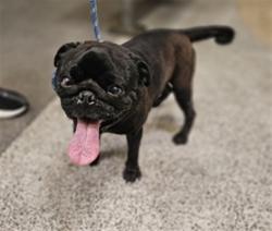 Shelter Stray Male Dog last seen , 3201 Lacy St, Los Angeles, CA 90031, USA