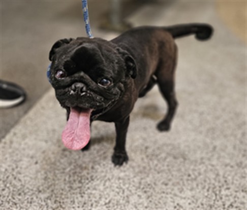 Shelter Stray Male Dog last seen , 3201 Lacy St, Los Angeles, CA 90031, USA
