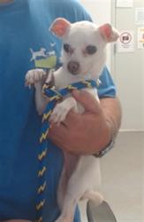 Shelter Stray Female Dog last seen , 1419 Bryant St, San Francisco, CA 94103, USA