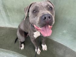 Shelter Stray Female Dog last seen , 14409 Vanowen St, Van Nuys, CA 91405, USA