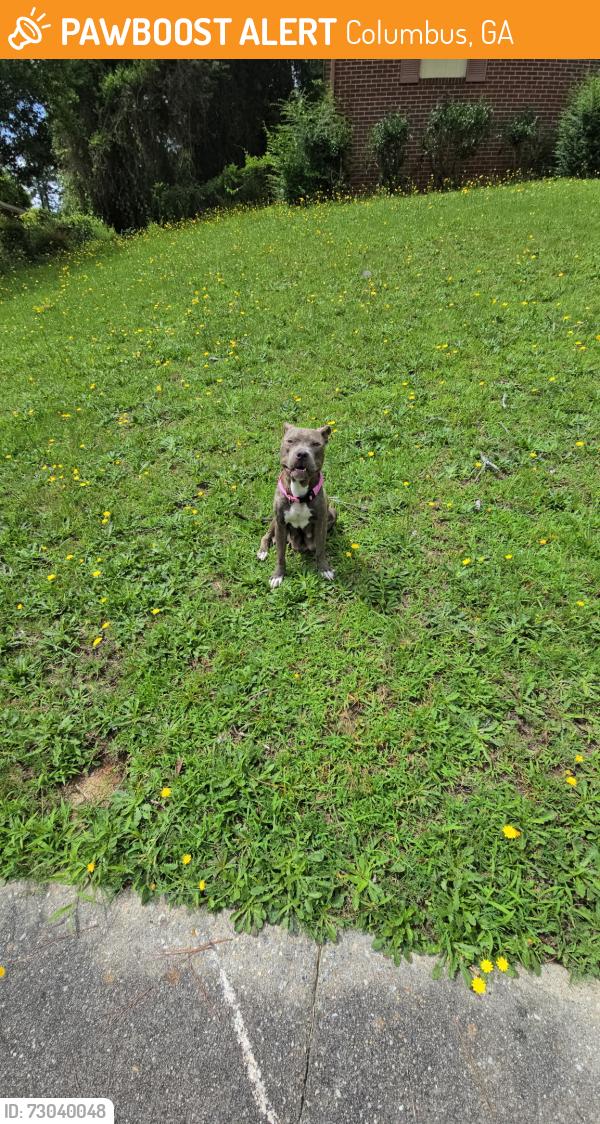 Found/Stray Female Dog last seen Mays Avenue / Sentry Street, Columbus, GA 31907
