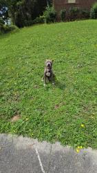 Found/Stray Female Dog last seen Mays Avenue / Sentry Street, Columbus, GA 31907