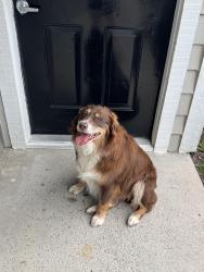 Found/Stray Female Dog last seen Blue hole Road, Nashville, TN 37013