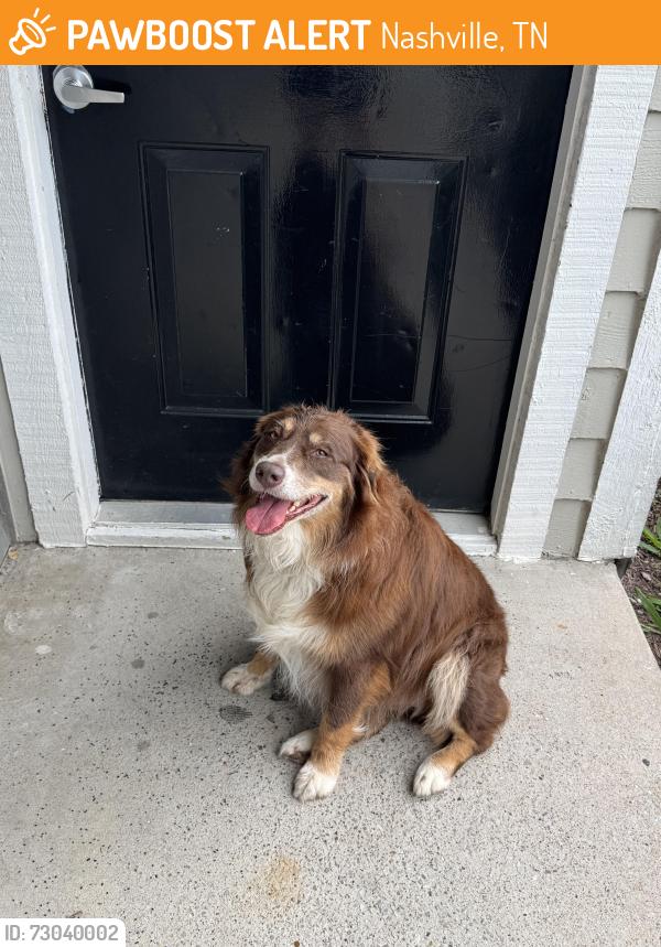 Found/Stray Female Dog last seen Blue hole Road, Nashville, TN 37013