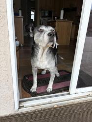 Reunited Male Dog last seen Millbury ave and Homeward street, West Puente Valley, CA 91746