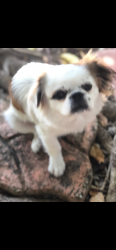 Lost Male Dog last seen Near SW 147 Ave , Miami, FL 33187