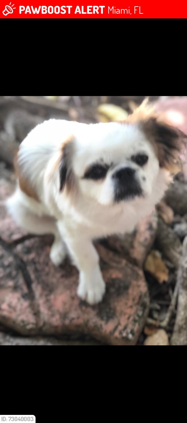 Lost Male Dog last seen Near SW 147 Ave , Miami, FL 33187