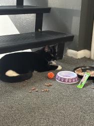 Found/Stray Female Cat last seen Near leverett ct crescent springs , Fort Mitchell, KY 41017