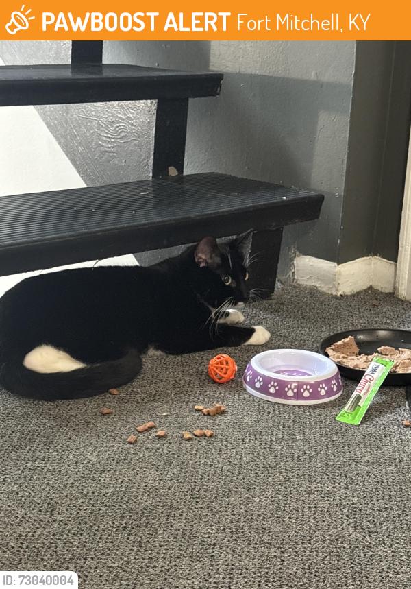 Found/Stray Female Cat last seen Near leverett ct crescent springs , Fort Mitchell, KY 41017