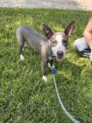 Found/Stray Male Dog last seen Woodward and Burleson at 71, Austin, TX 78741