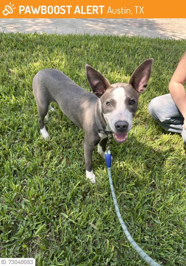 Found/Stray Male Dog last seen Woodward and Burleson at 71, Austin, TX 78741