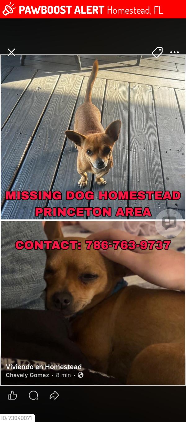 Lost Male Dog last seen Near sw 248 st, Homestead, FL 33032