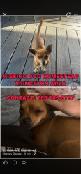 Lost Male Dog last seen Near sw 248 st, Homestead, FL 33032