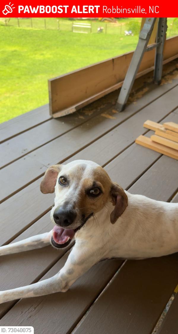 Lost Male Dog last seen Mountain creek , Robbinsville, NC 28771