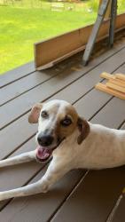 Lost Male Dog last seen Mountain creek , Robbinsville, NC 28771