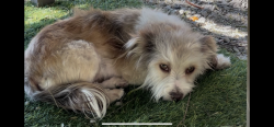 Lost Female Dog last seen By MorningStar. Flemming and MURRIETA Ln, San Jose, CA 95127