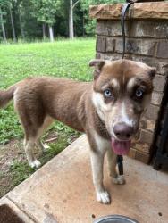 Reunited Female Dog last seen Rocky Branch Crossing Gainesville GA, Gainesville, GA 30507