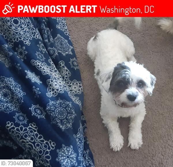 Lost Male Dog last seen Francis Gregory Library , Washington, DC 20020