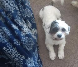 Lost Male Dog last seen Francis Gregory Library , Washington, DC 20020