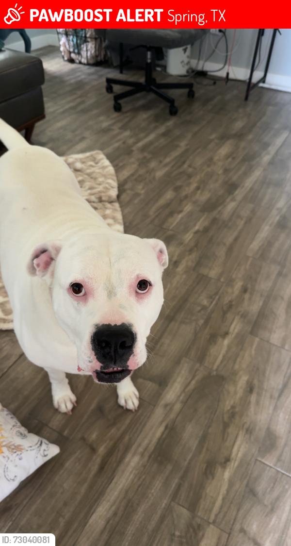 Lost Female Dog last seen Kuykendahl / 99, Spring, TX 77379