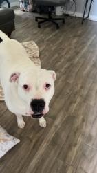 Lost Female Dog last seen Kuykendahl / 99, Spring, TX 77379