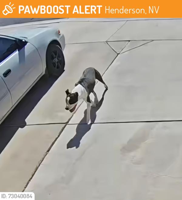 Found/Stray Female Dog last seen Westbound Mission from Abilene St, Henderson, NV 89002