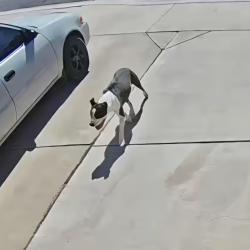 Found/Stray Female Dog last seen Westbound Mission from Abilene St, Henderson, NV 89002